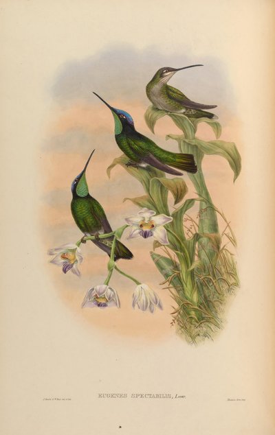 Eugenes spectabilis = Eugenes fulgens spectabilis - John Gould